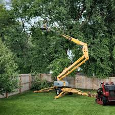 How Our Tree Care Process Works  in Orange, CA